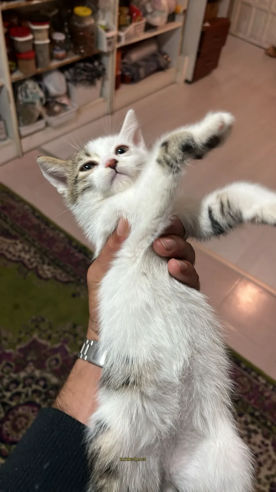 Kedi #4009